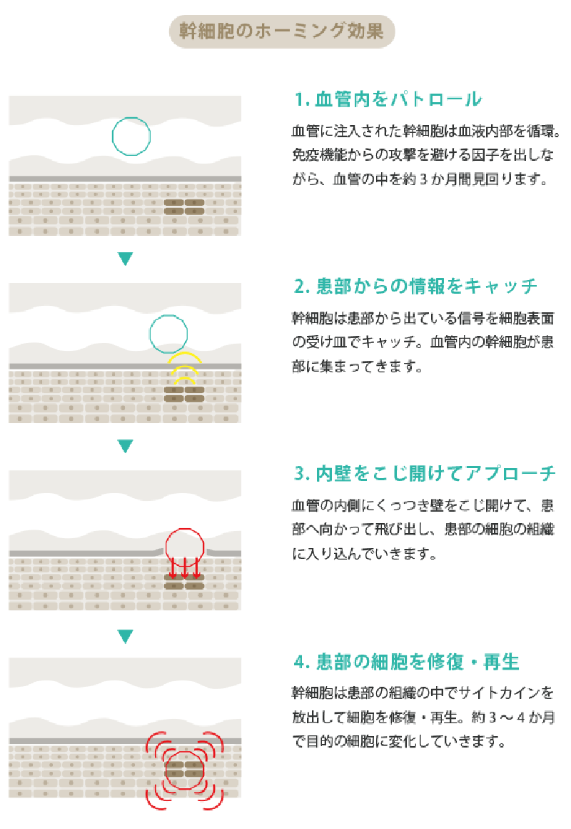 干细胞归巢效应