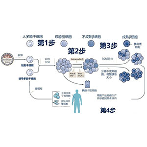 糖尿病干细胞疗法-5